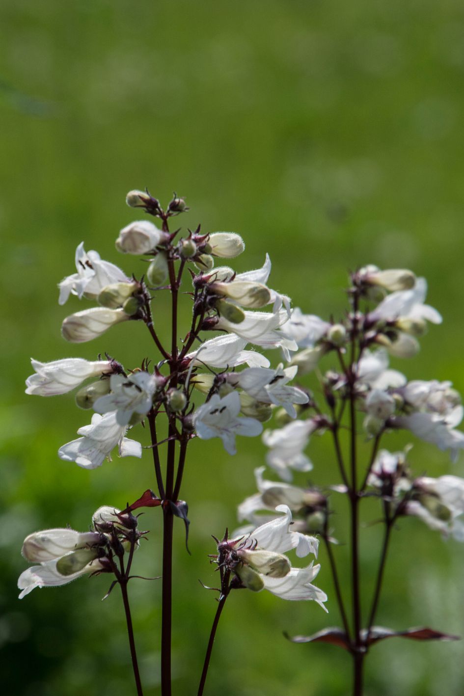 Wie weet welke plant dit is?